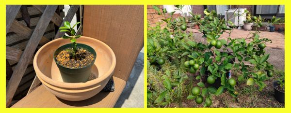 レモンの苗木頂きました(^^♪