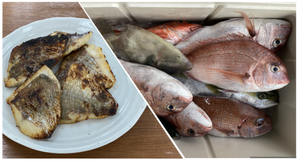 漁師さんからプレゼントいただきましたd(ŐдŐ๑)