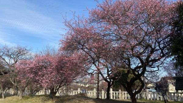 御厨神社の梅の開花がいい感じ♪