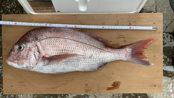 全長５０センチ超え！！