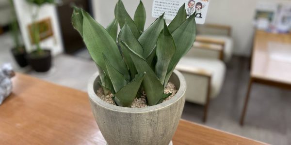 サンスベリアのもつパワー