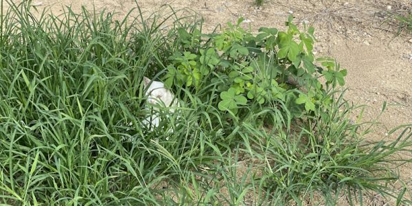 「幸運の兆し」かな？？？