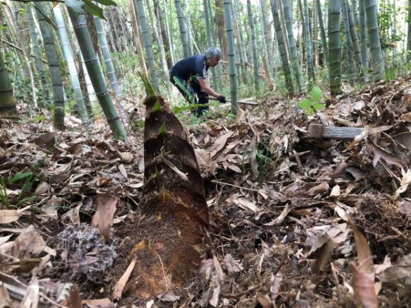 レクリエーションは筍堀り!(^^)!